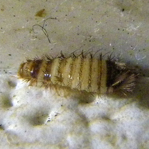 ヒメマルカツオブシムシ