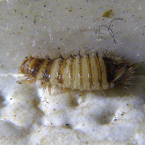 ヒメマルカツオブシムシ