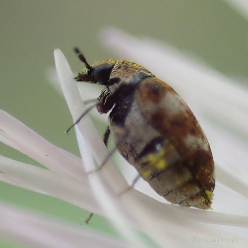 ヒメマルカツオブシムシ