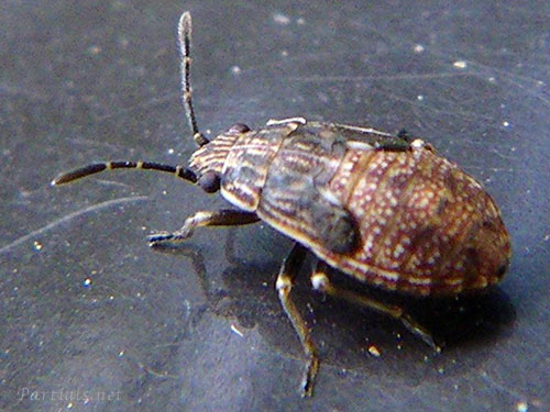 ヒメナガカメムシの一種