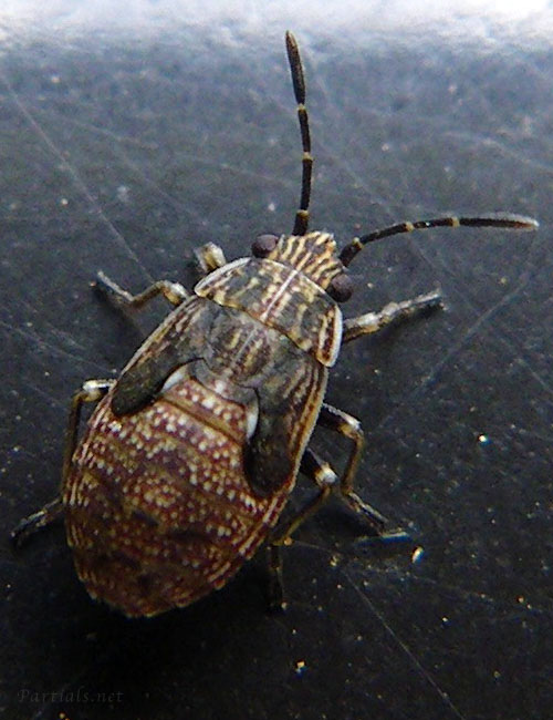 ヒメナガカメムシの一種