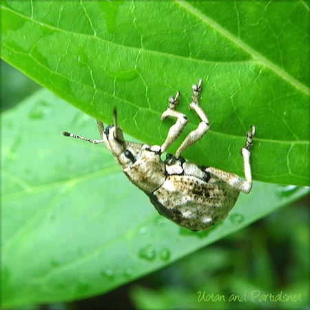 ヒメシロコブゾウムシ