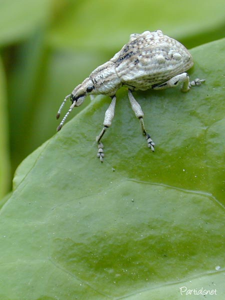 ヒメシロコブゾウムシ