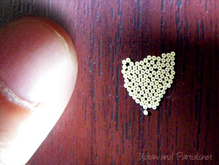 ヒメシロモンドクガの卵