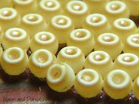 ガの卵を超アップ