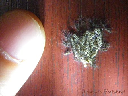 ヒメシロモンドクガの幼虫