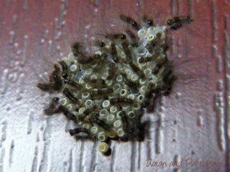 ヒメシロモンドクガの幼虫