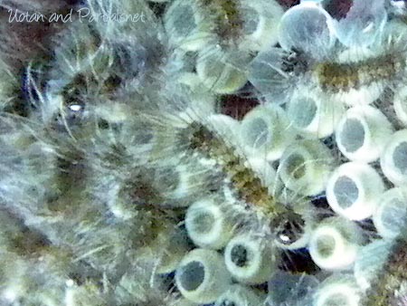 ヒメシロモンドクガの幼虫