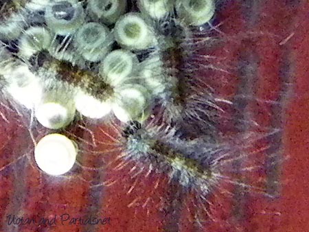 ヒメシロモンドクガの幼虫