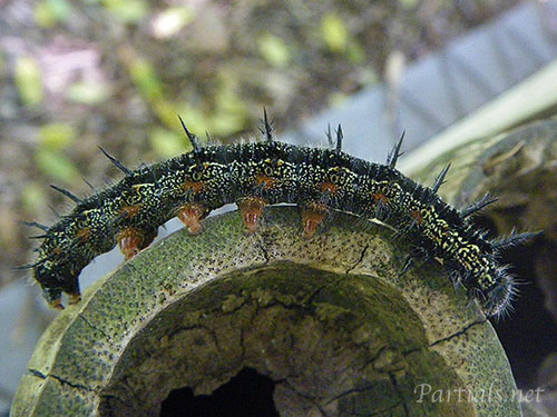 ヒオドシチョウ幼虫
