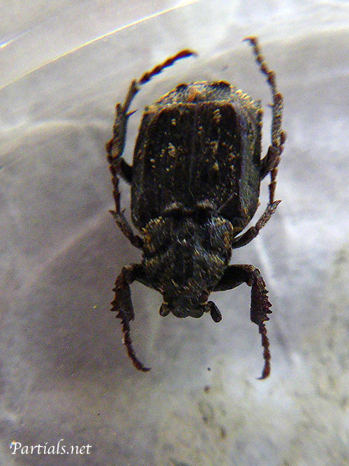 ヒラタハナムグリの一種