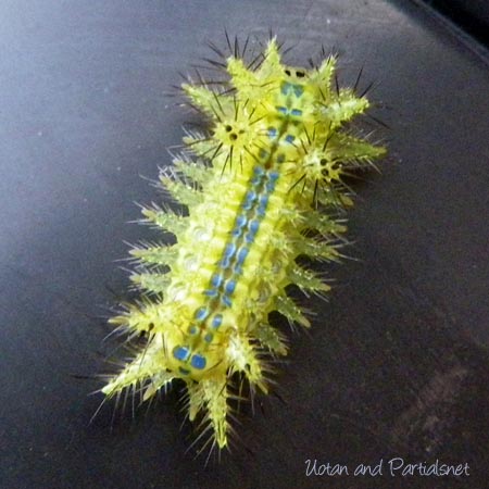 ヒロヘリアオイラガの幼虫