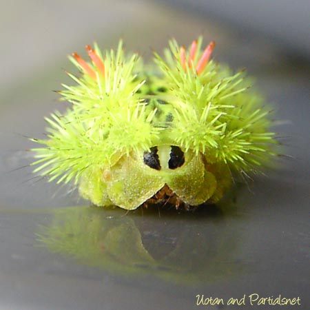 ヒロヘリアオイラガの幼虫