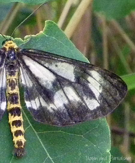 ヒロオビエダシャク