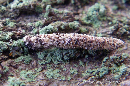 ヒロズコガ科の1種