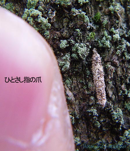 砂でできた幼虫ケース