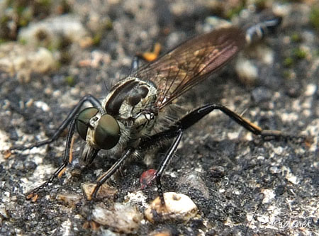 ヒサマツムシヒキ