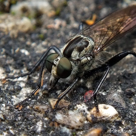 ヒサマツムシヒキ