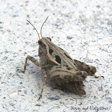 ヒシバッタの一種