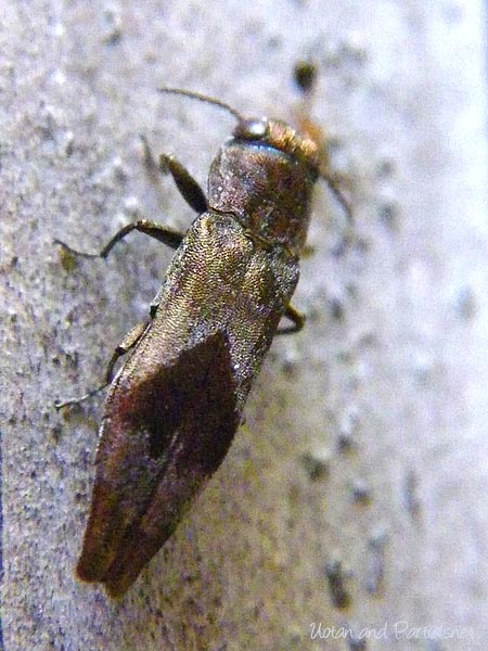 ヒシモンナガタマムシ