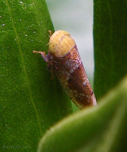 ヒシモンヨコバイ類