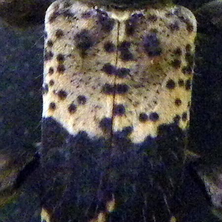 ヒトオビアラゲカミキリ