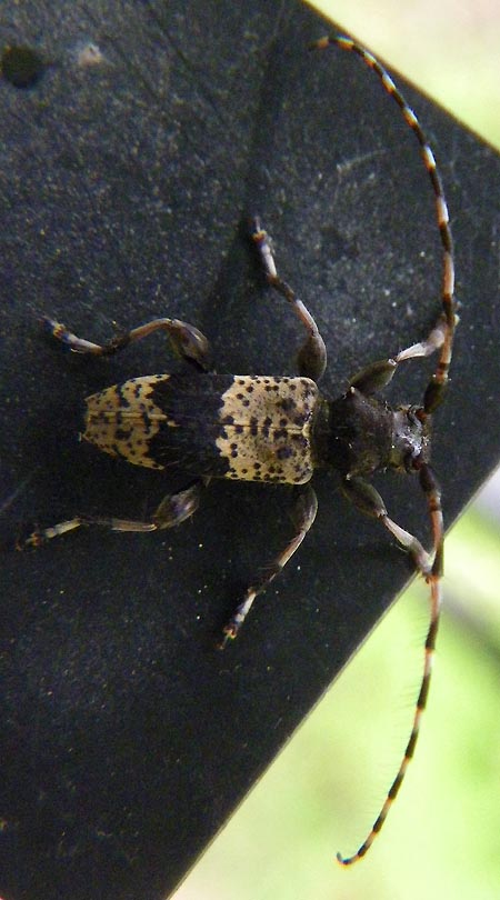 ヒトオビアラゲカミキリ