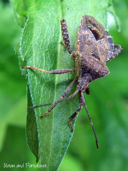 ホオズキカメムシ