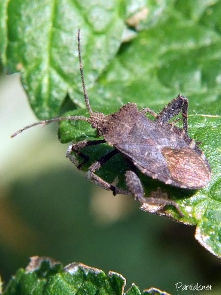 ホオズキカメムシ