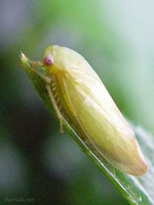 ホシアオズキンヨコバイの一種