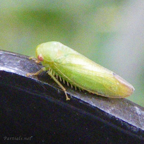 ホシアオズキンヨコバイの一種