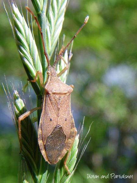 ホシハラビロヘリカメムシ