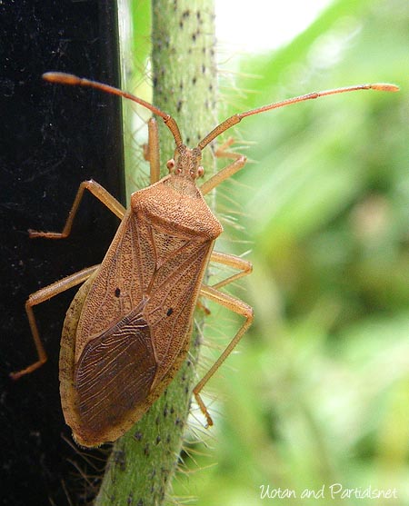 ホシハラビロヘリカメムシ