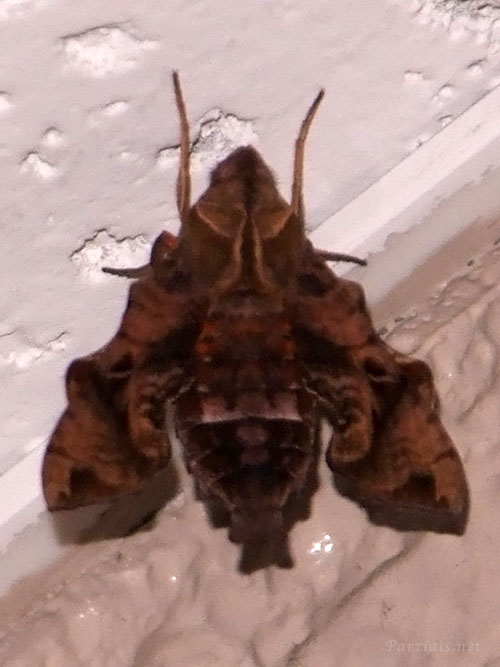 ホシヒメホウジャク