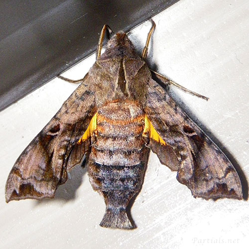 ホシヒメホウジャク