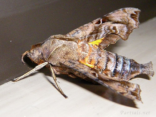 ホシヒメホウジャク