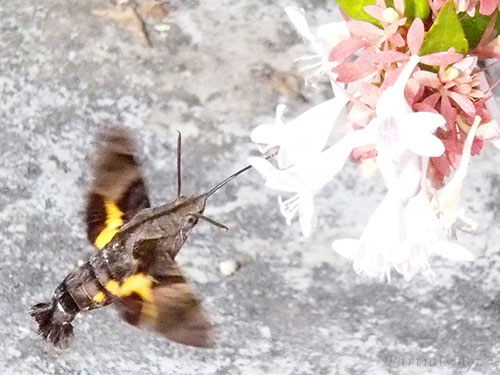 ホシホウジャク