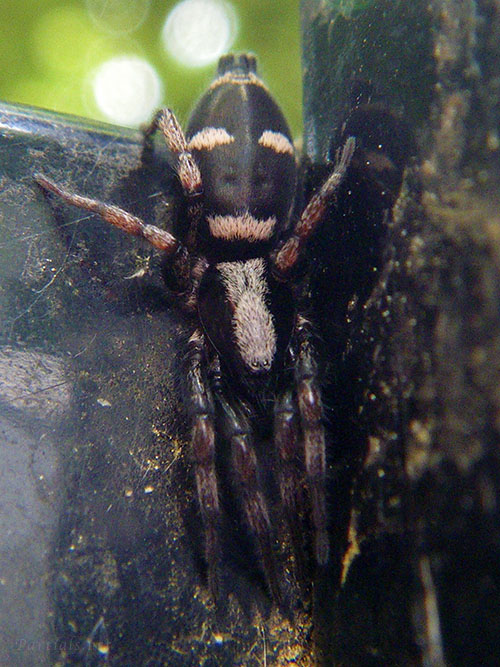 ホシジロトンビグモ