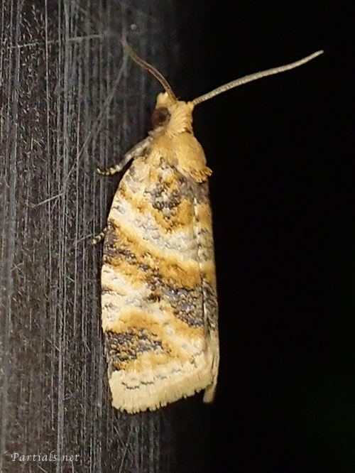 “ホシノハマキ”