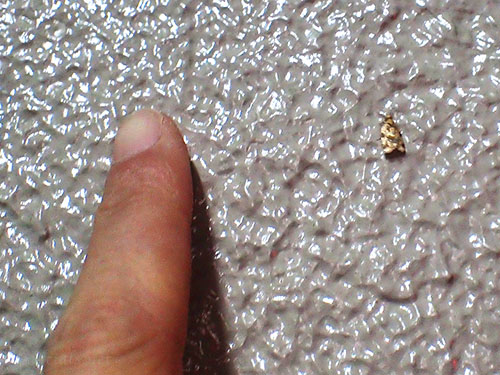 “ホシノハマキ”