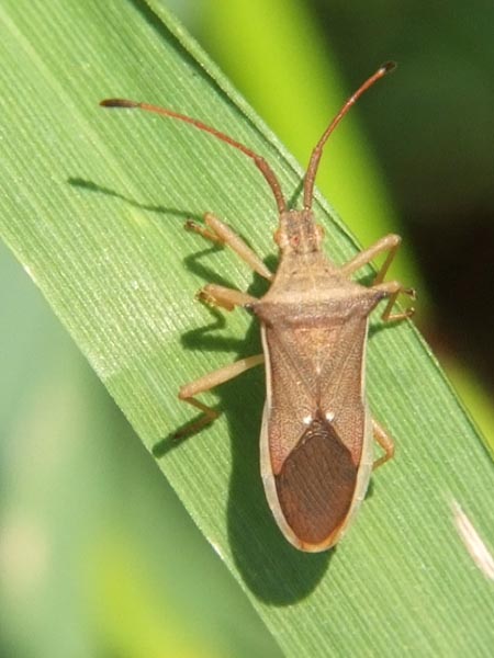 ホソハリカメムシ