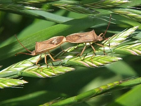 ホソハリカメムシ