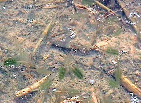 ずいぶんたくさんわいている