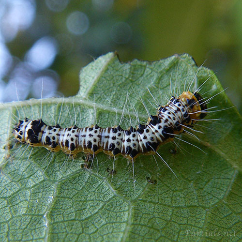 イチジクヒトリモドキ幼虫