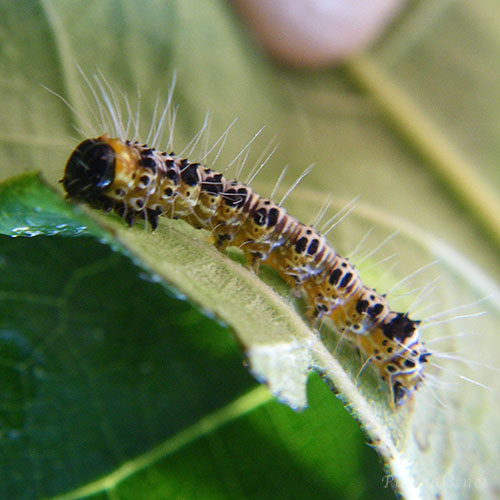 イチジクヒトリモドキ幼虫