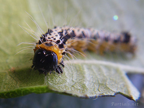 イチジクヒトリモドキ幼虫