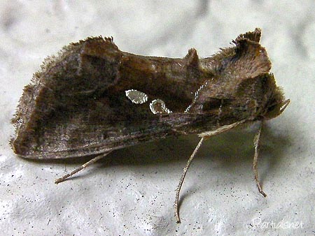 イチジクキンウワバ