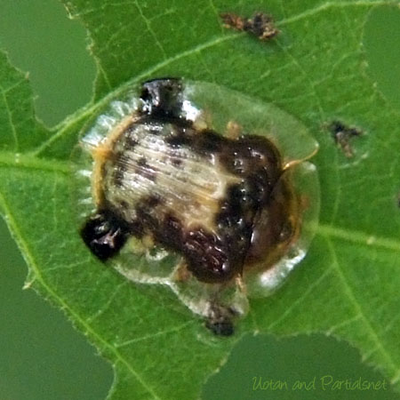 イチモンジカメノコハムシ