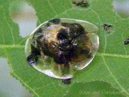 イチモンジカメノコハムシ