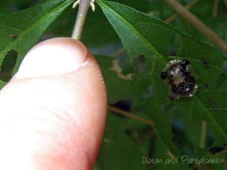 イチモンジカメノコハムシ